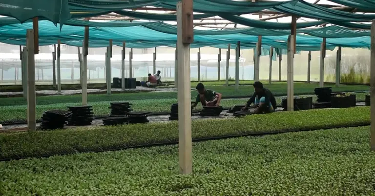 পলিশেড হাউজে শ্রমিকেরা কাজ করছেন